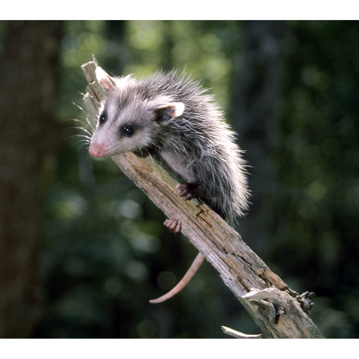 Виргинский опоссум (Didelphis virginiana) Фото №8