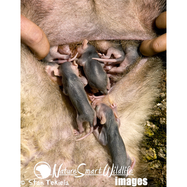 Виргинский опоссум (Didelphis virginiana) Фото №9