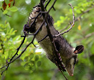 Didelphis virginiana californica