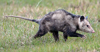 Didelphis virginiana virginiana