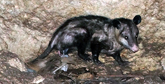Didelphis virginiana yucatanensis