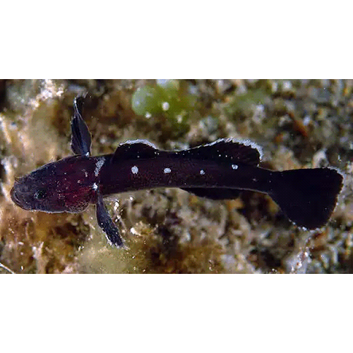 Род Didogobius фото