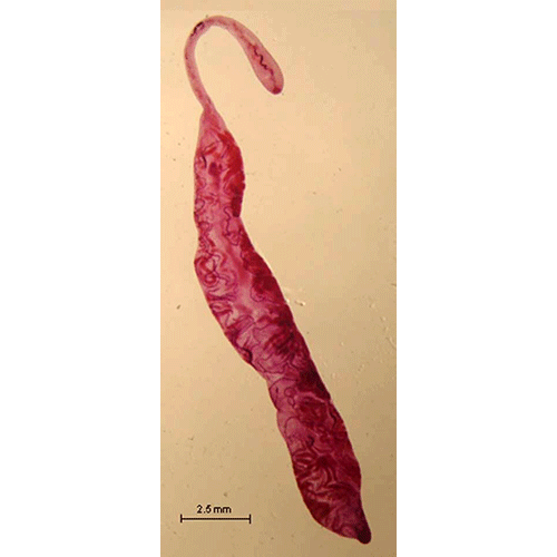 Семейство Didymozoidae фото