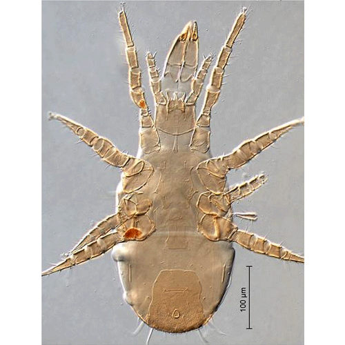 Семейство Digamasellidae фото