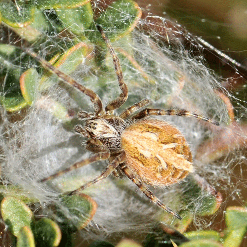 Семейство Diguetidae фото