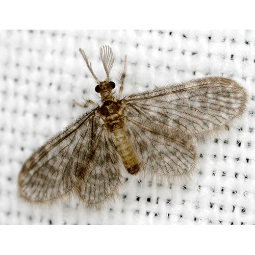 Семейство Dilaridae фото