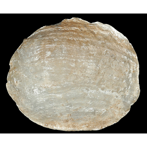 Семейство Dimyoidea  фото