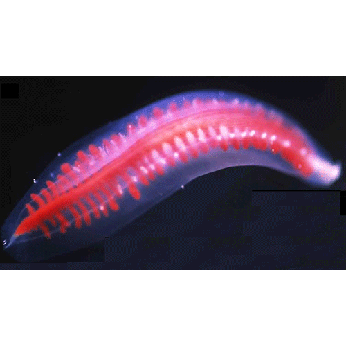 Семейство Dinonemertidae  фото