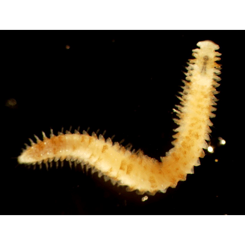 Семейство Dinophilidae фото