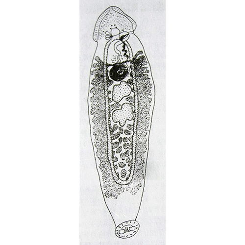 Семейство Dionchidae  фото