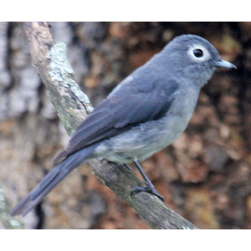 Род Dioptrornis  фото