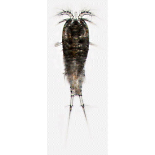 Семейство Diosaccidae фото
