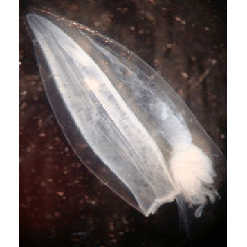 Семейство Diphyidae  фото