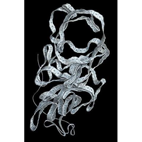 Семейство Diphyllobothriidae  фото