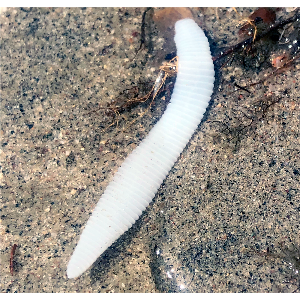 Отряд Diphyllobothriidea фото