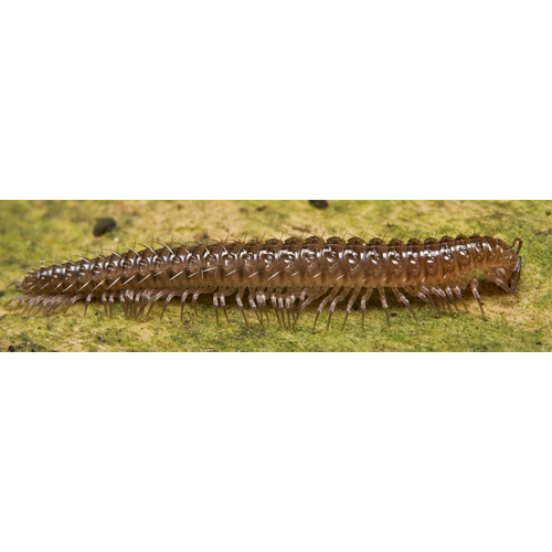 Семейство Diplomaragnidae фото