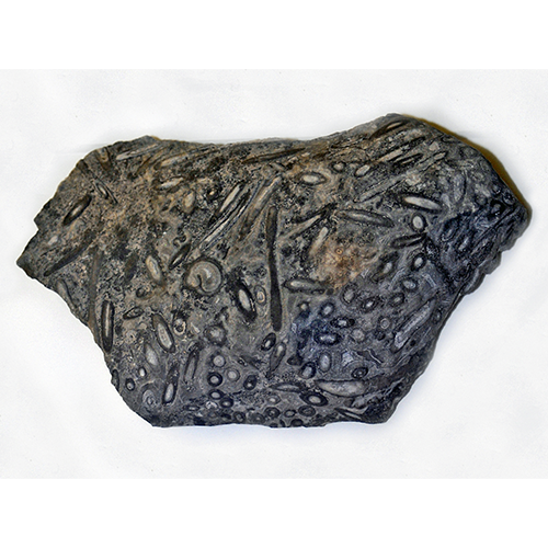 Семейство Diploporaceae фото