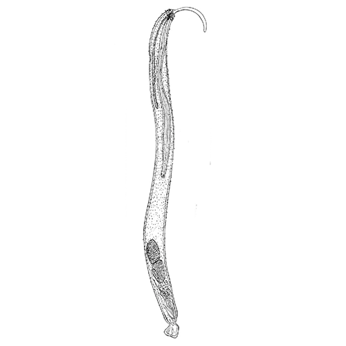 Семейство Diplosentidae фото
