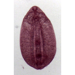 Семейство Diplostomatidae  фото