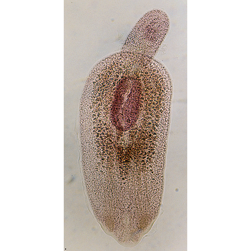 Семейство Diplostomidae  фото