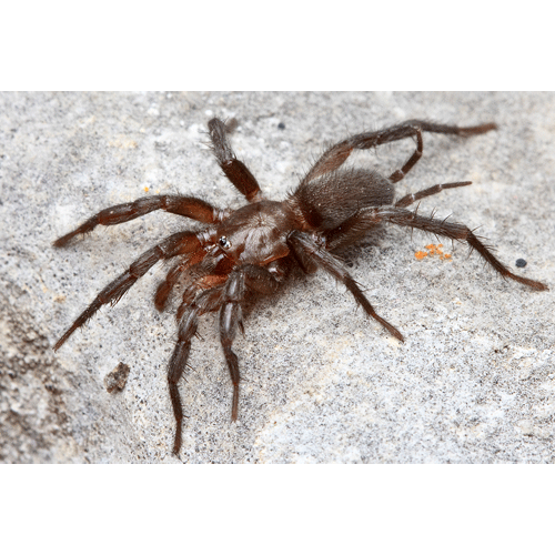 Семейство Dipluridae фото