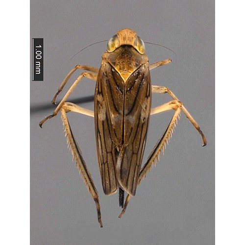 Семейство Dipsocoroidea фото