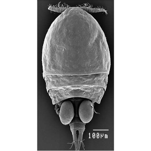 Семейство Dirivultidae фото
