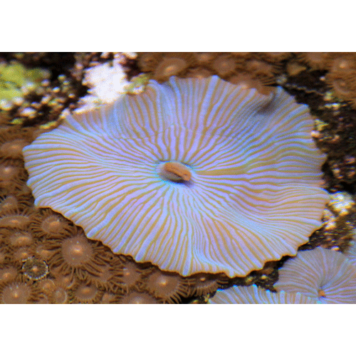 Семейство Discosomatidae  фото