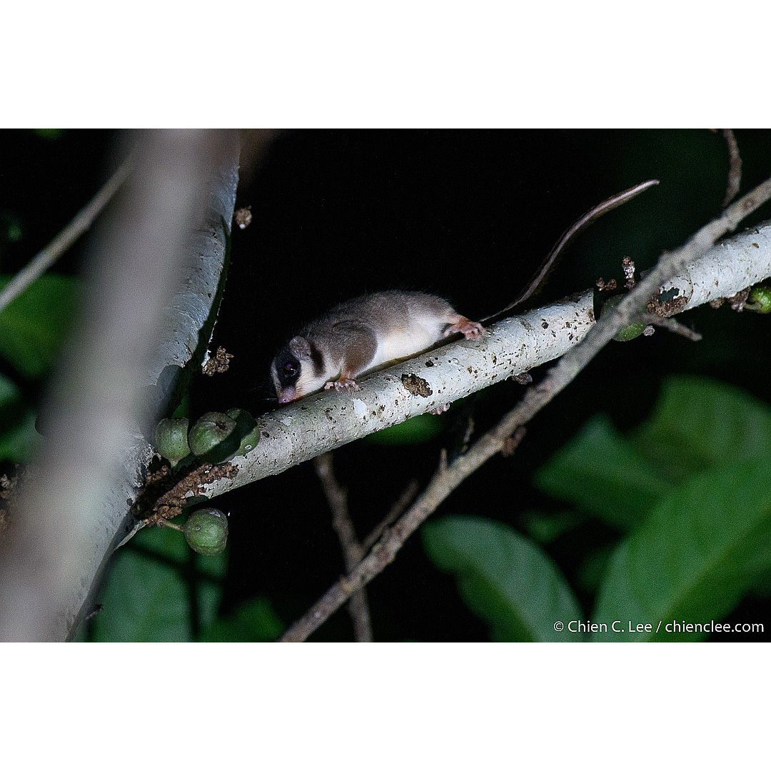 Перьехвостый кускус (Distoechurus pennatus) Фото №2