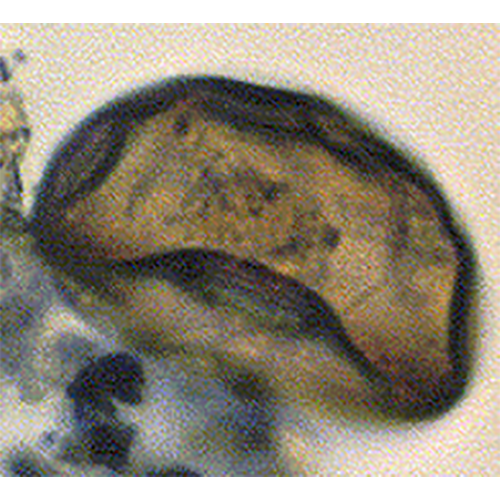 Семейство Distomatopyxidae фото
