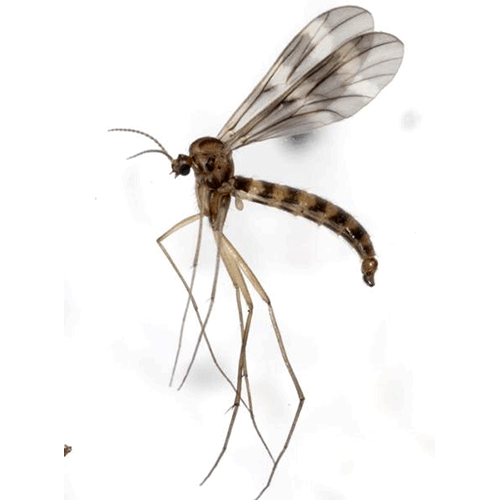 Семейство Ditomyiidae фото