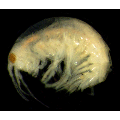 Семейство Dogielinotidae фото