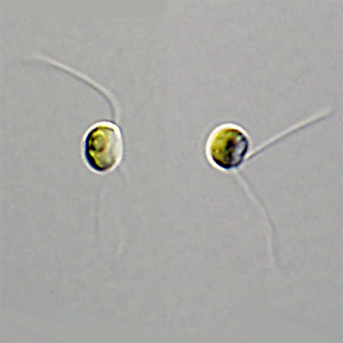 Семейство Dolichomastigaceae фото