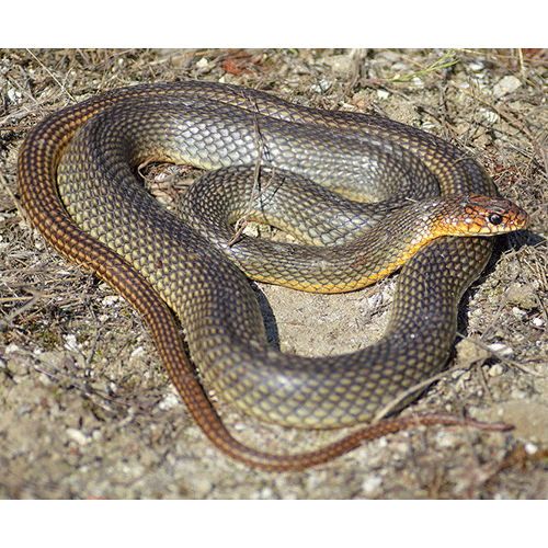  Род Dolichophis  фото