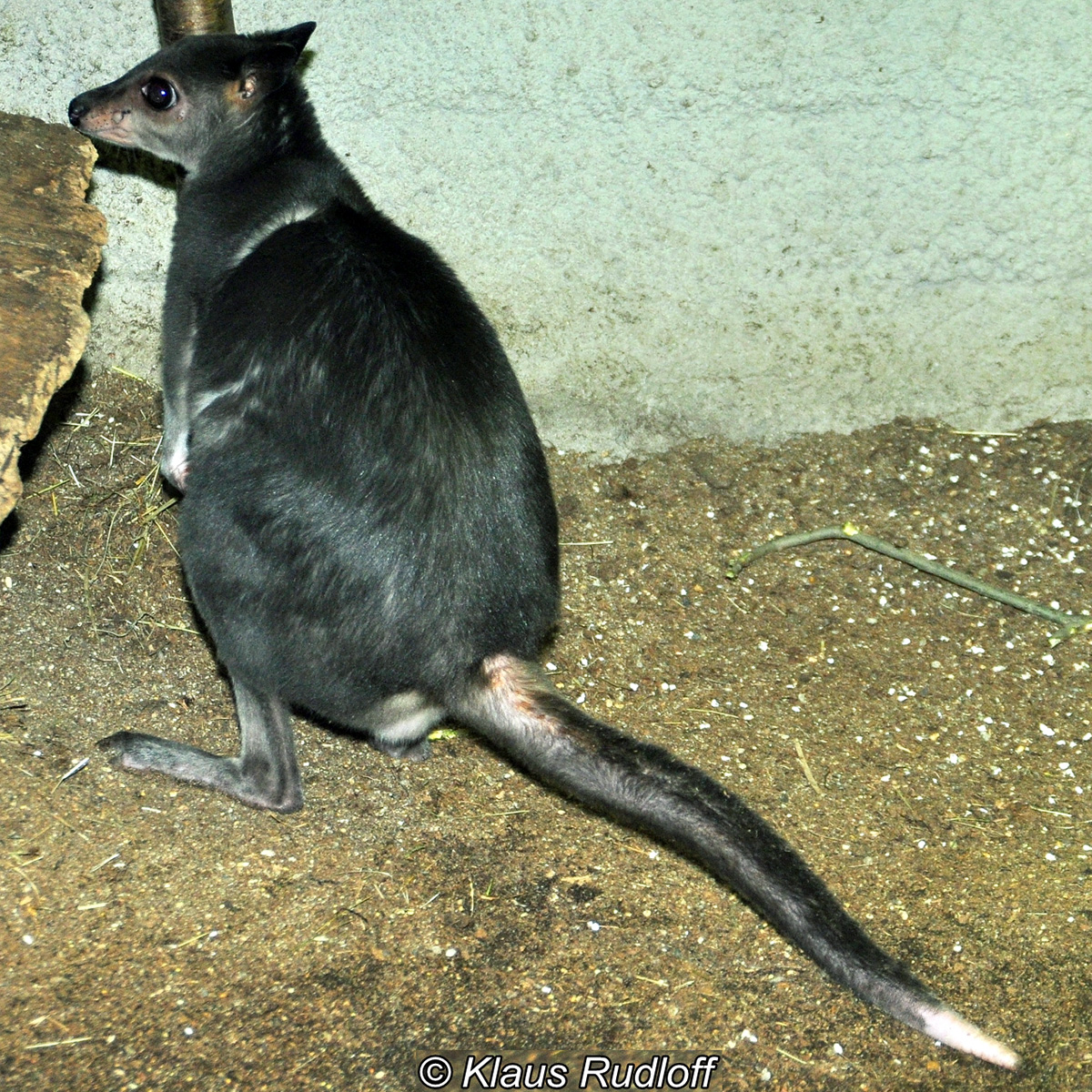 Кенгуру Хагена (Dorcopsis hageni) Фото №6