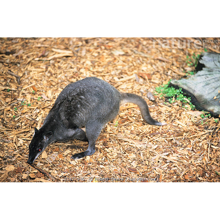 Gray Dorcopsis (Dorcopsis luctuosa) Фото №5