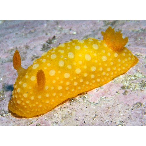 Семейство Doridoidea  фото