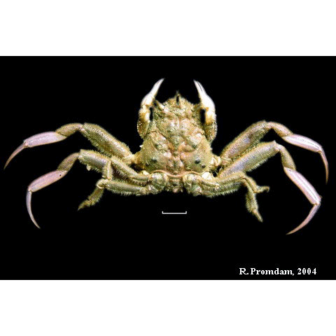Семейство Dorippoidea фото