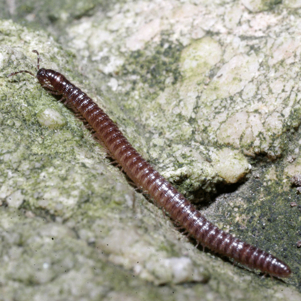 Семейство Dorypetalidae фото