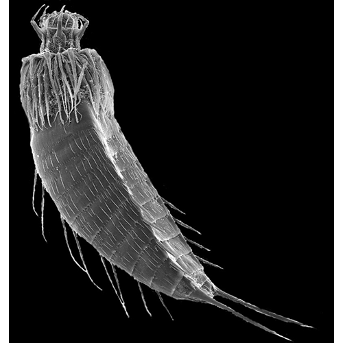 Семейство Dracoderidae  фото