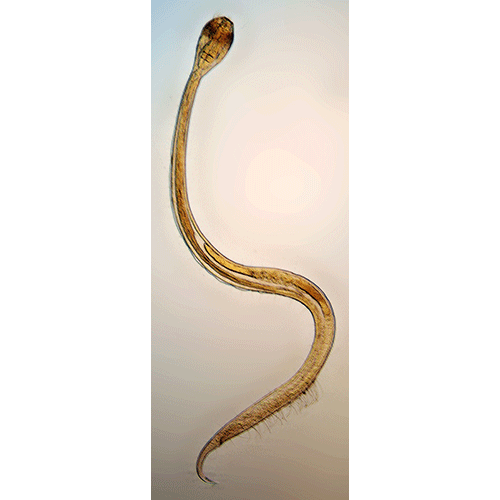 Семейство Draconematidae  фото