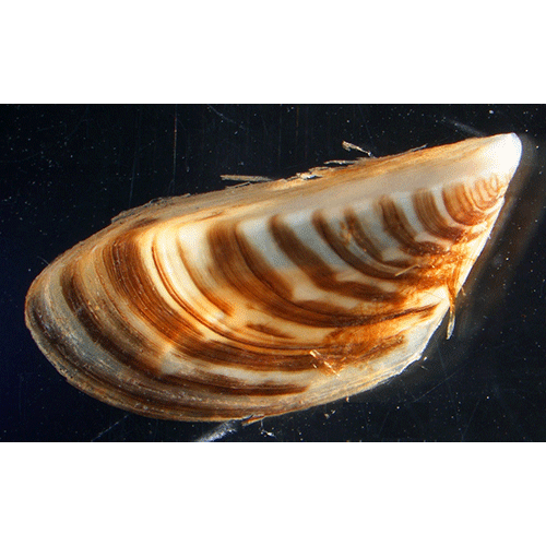 Семейство Dreissenoidea  фото