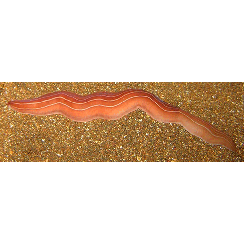 Семейство Drepanogigantidae  фото
