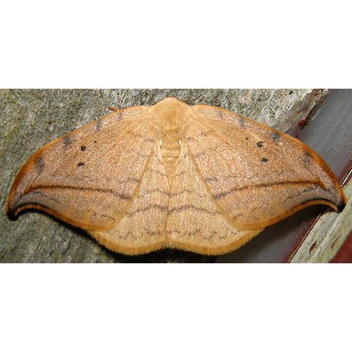 Семейство Drepanoidea фото