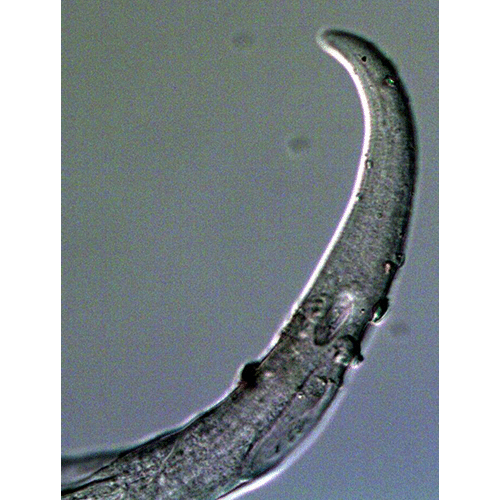 Семейство Drilonematidae  фото