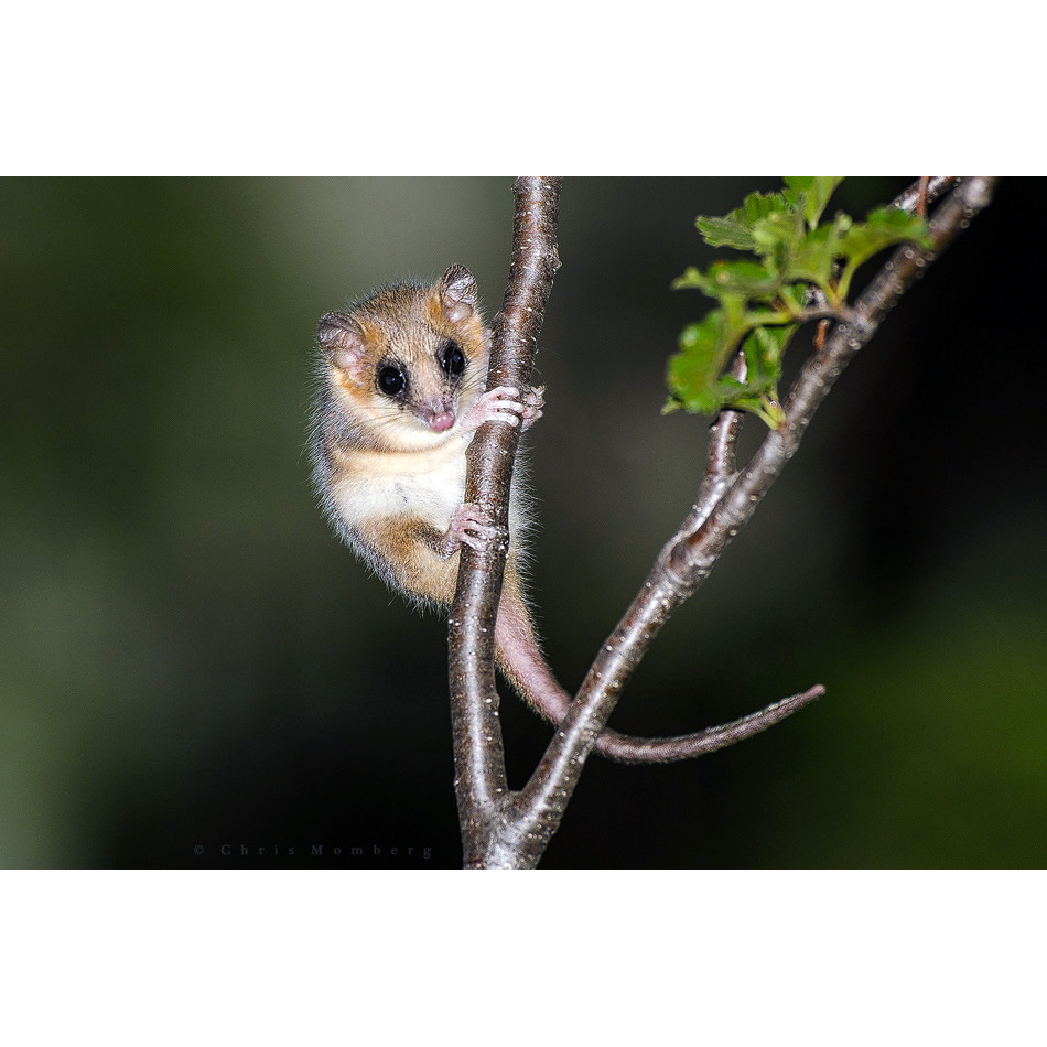Соневидный опоссум (Dromiciops gliroides) Фото №4
