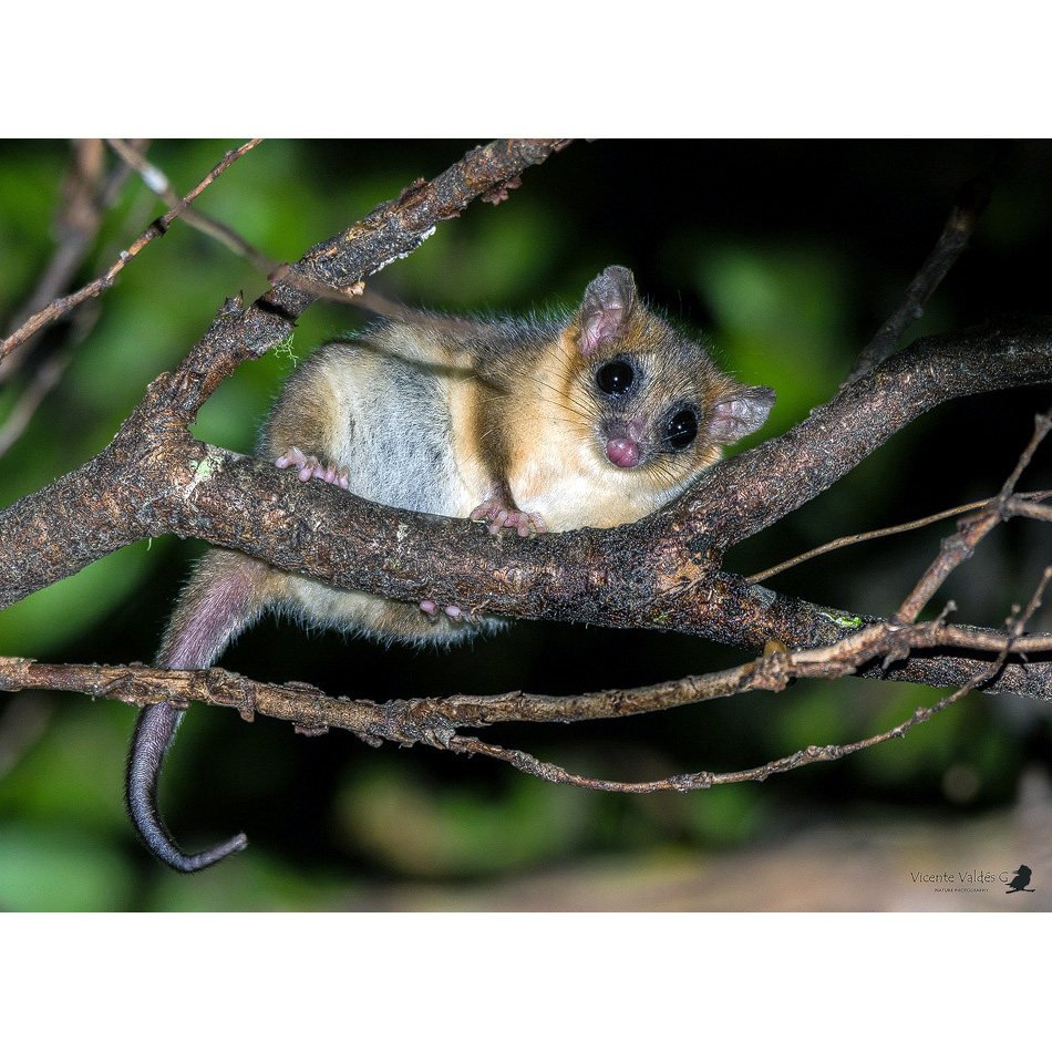 Соневидный опоссум (Dromiciops gliroides) Фото №5