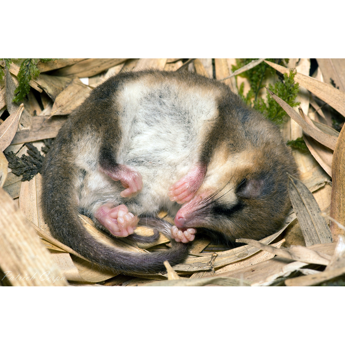 Соневидный опоссум (Dromiciops gliroides) Фото №9