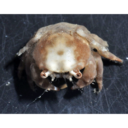 Семейство Dromioidea фото