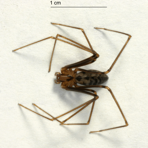 Семейство Drymusidae фото
